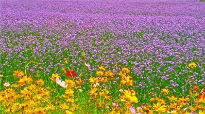 百花谷旅游度假区