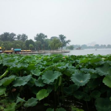 大明湖的夏雨荷_大明湖一年收入多少钱(2)