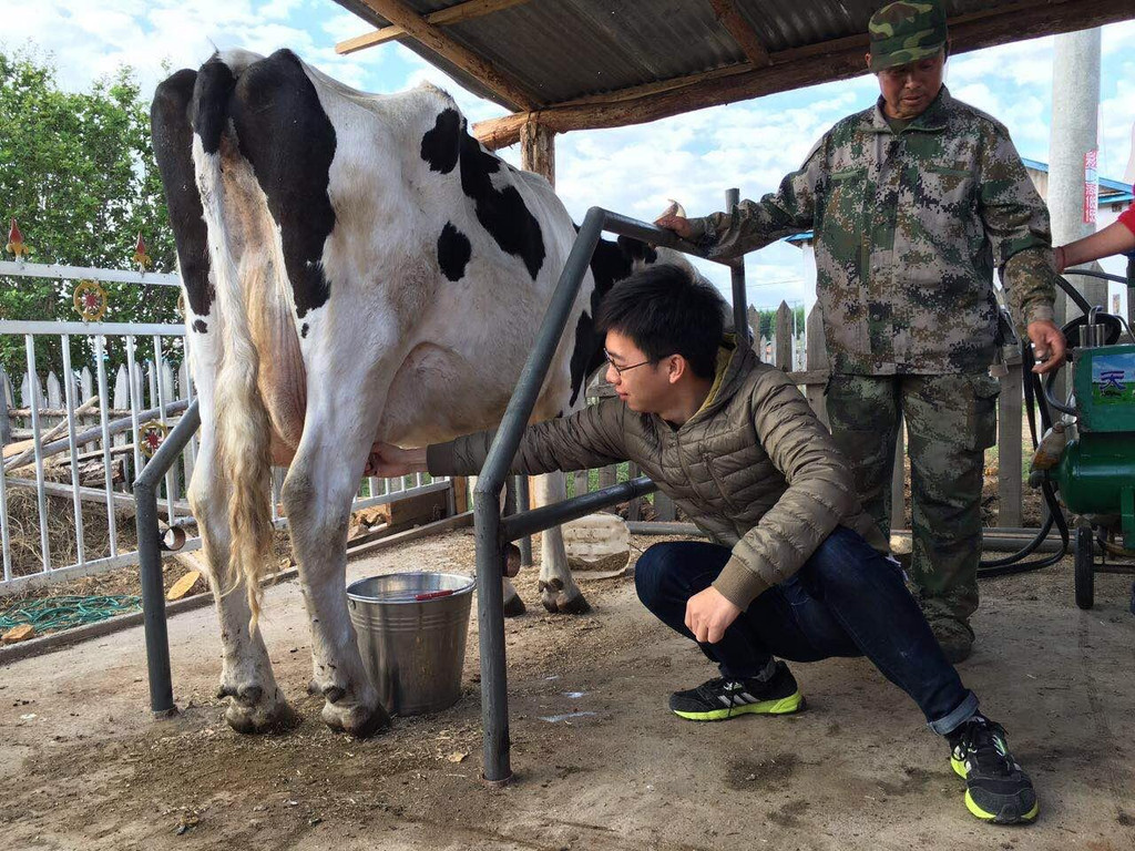 不收牧民的牛奶,所以他们转而发展旅游业,让我们游客尝试挤奶体验