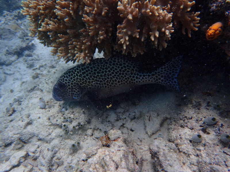 浮潜时珊瑚下的一只斑鱼,看到它立刻想起岛民们兜售的各种鱼类,有点