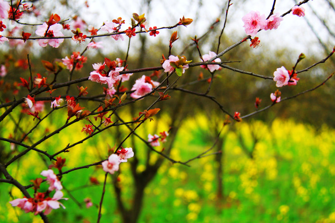 南昌凤凰沟,花飞花谢花满天