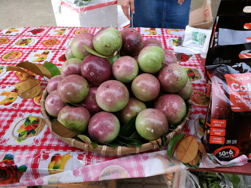 【水果新貴】紫鑽牛奶果 – 鐵質是蘋果4倍 – 歐華綜纜