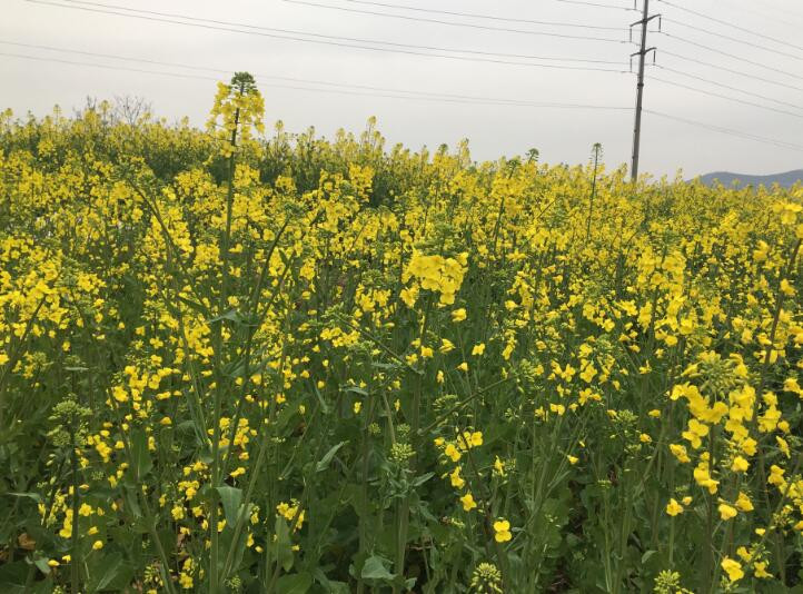 油菜花,有一种平凡也能怦然心动