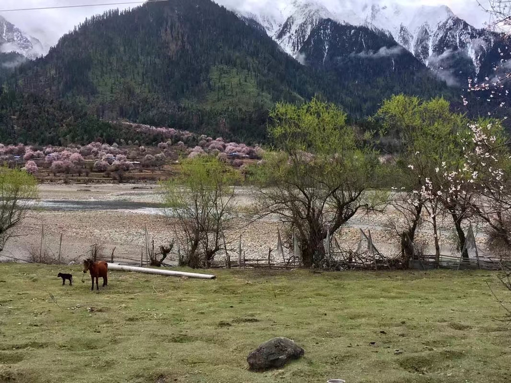 2017年春天~林芝波密雅鲁藏布江之雪山桃花