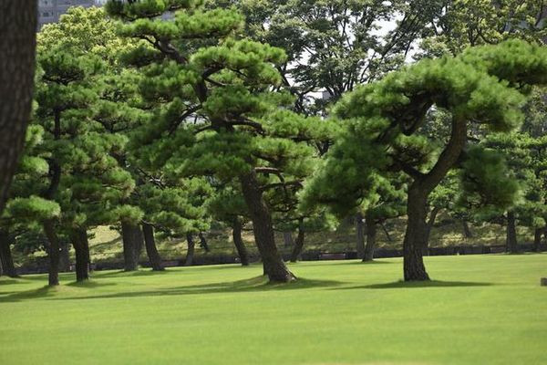 【原创】日本纪行——日本皇宫外苑里的松树(组图)