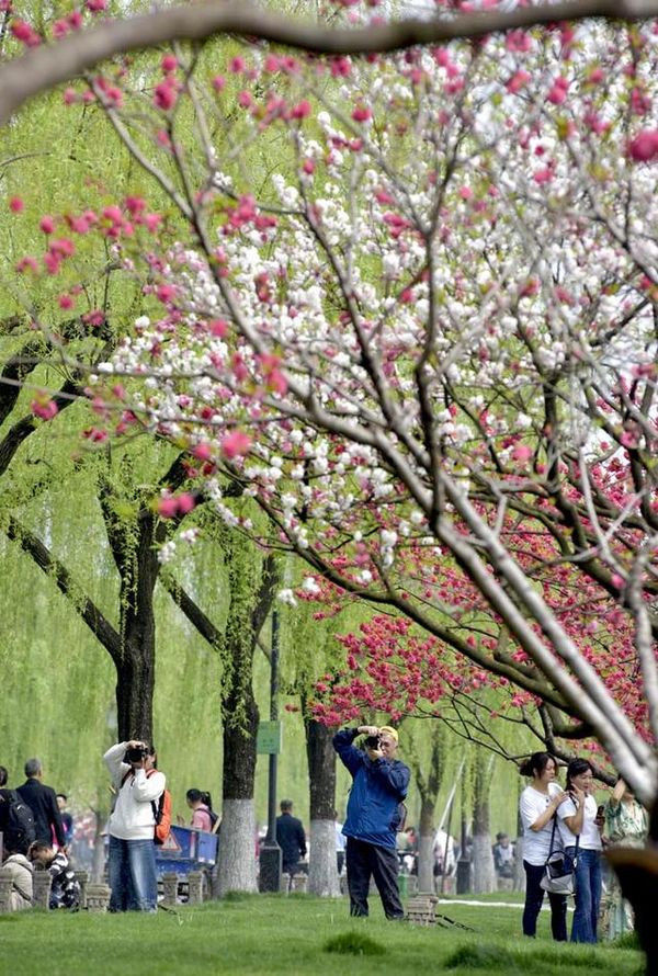 【原创】西湖已是花似锦,出门俱是看花人(组图)