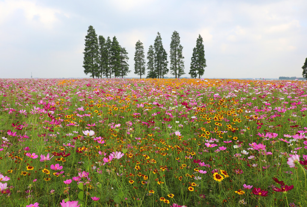 淀山湖环湖大道(昆山段)波斯菊花海