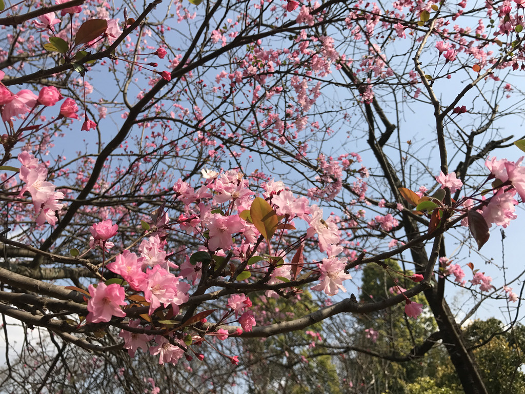 春季自驾游第5天(3月3日),游昆明圆通 ..