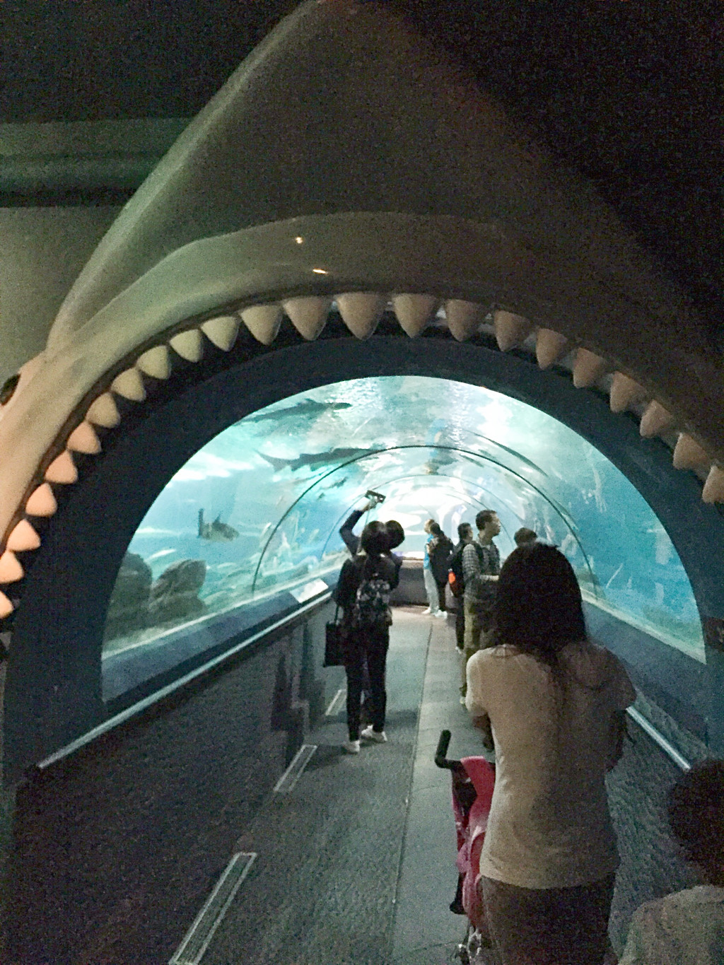 导览图 层深海区海底隧道 上海海洋水族馆门票:票