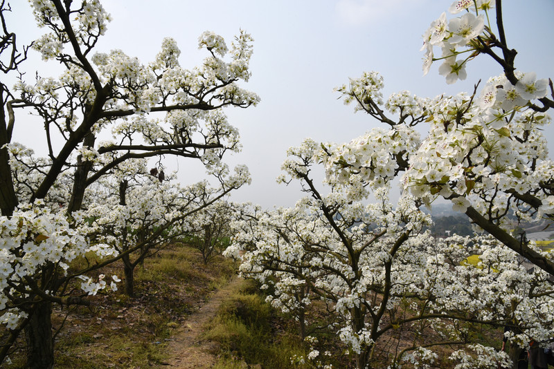 梨花沟风景区