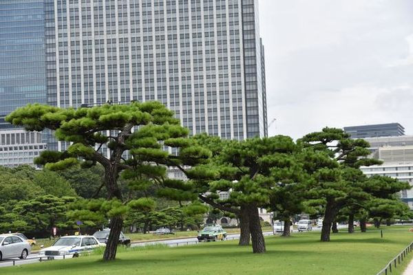 【原创】日本纪行——日本皇宫外苑里的松树(组图)