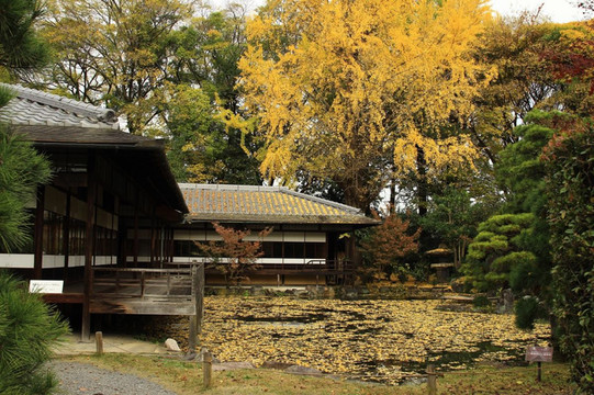 日本园林的秋色绝景.每日更新
