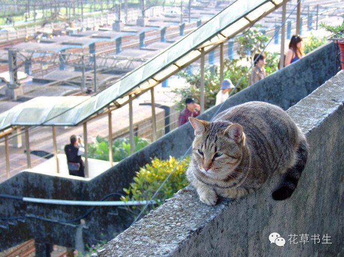 台湾自由行:平溪十分车站放天灯,侯硐猫村逗猫