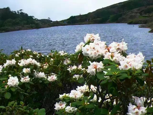 【春风十里,畅游你】不如山花雪山,轿子烂漫-城之攻略e图片