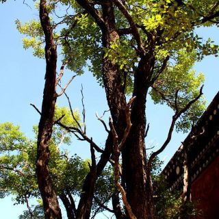09青海甘肃游# 塔尔寺中心位置  有一株高高的菩提树 在藏族僧人心中