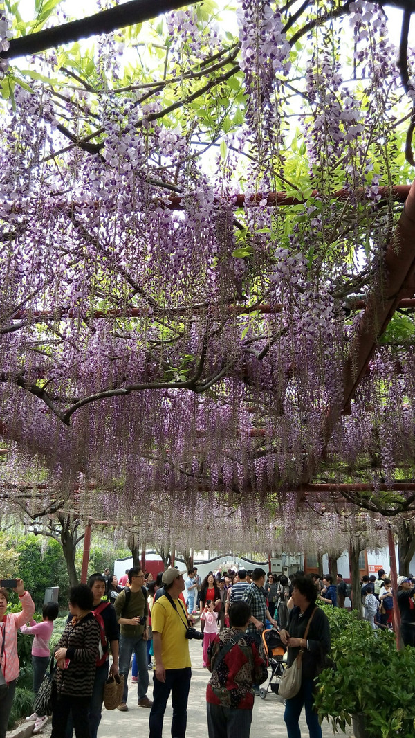 【1】,就是闵行区临沧路148号,古藤园,园内的一棵紫藤却有470多年的