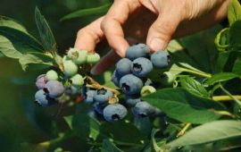 鄂州涂镇蓝莓园天气预报,历史气温,旅游指数,涂