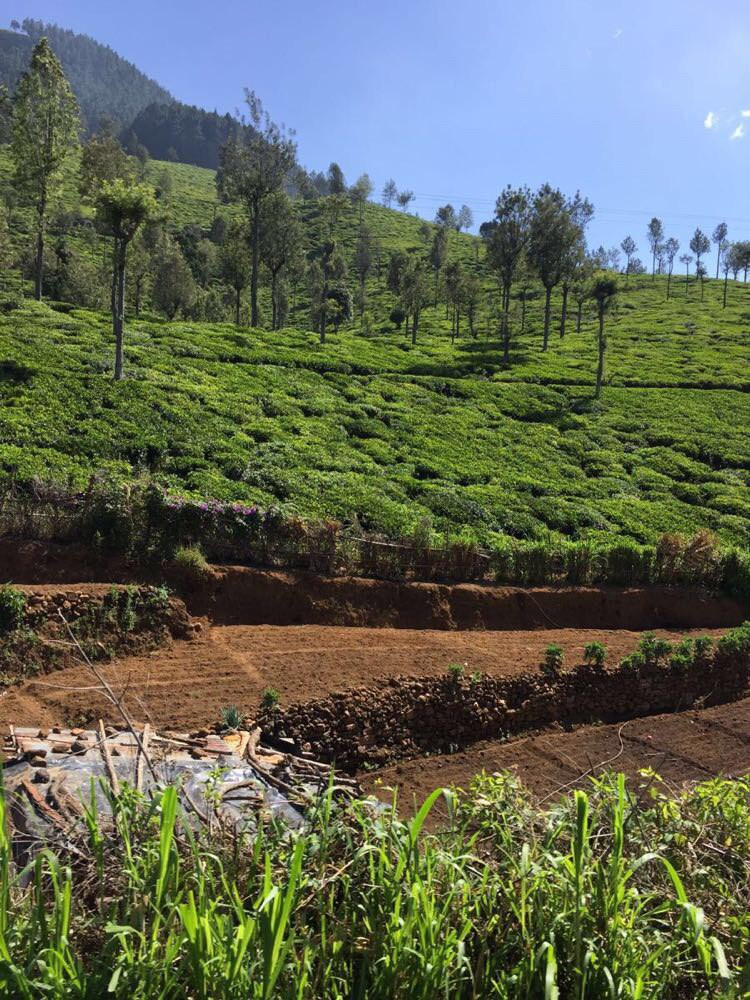 闺蜜深度体验印度洋岛国斯里兰卡