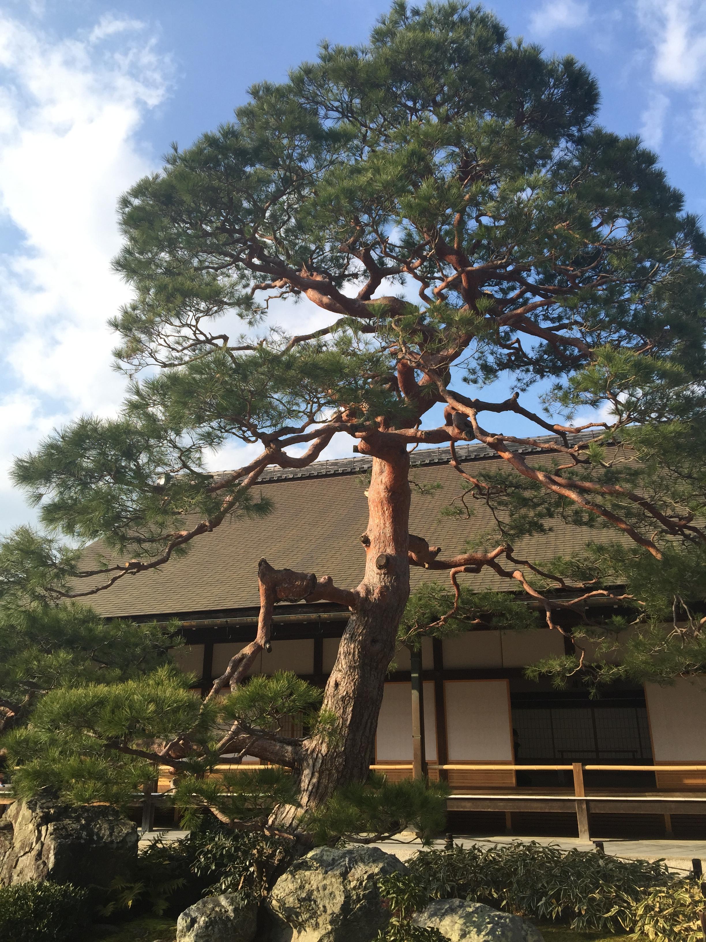 夫妻俩携手鸿鹄逸游,京都 奈良 箱根富士山 热海