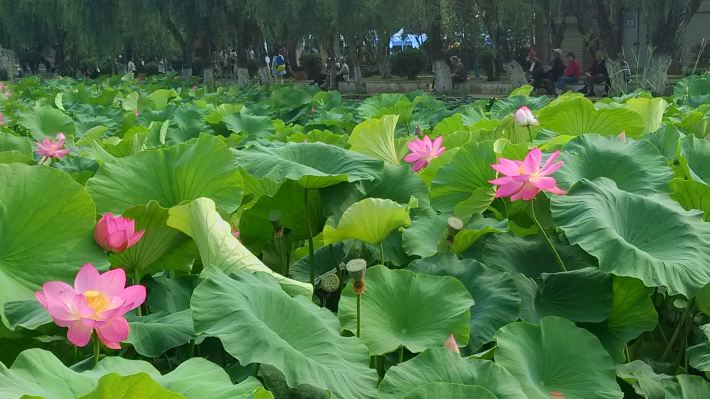 大观楼荷花节即将开幕 - 昆明游记攻略【携程攻略】