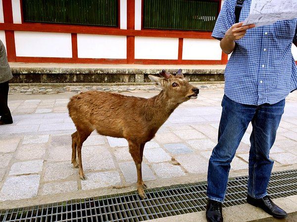 一个人游日本系列--奈良鹿和宇治茶 - 奈良游记