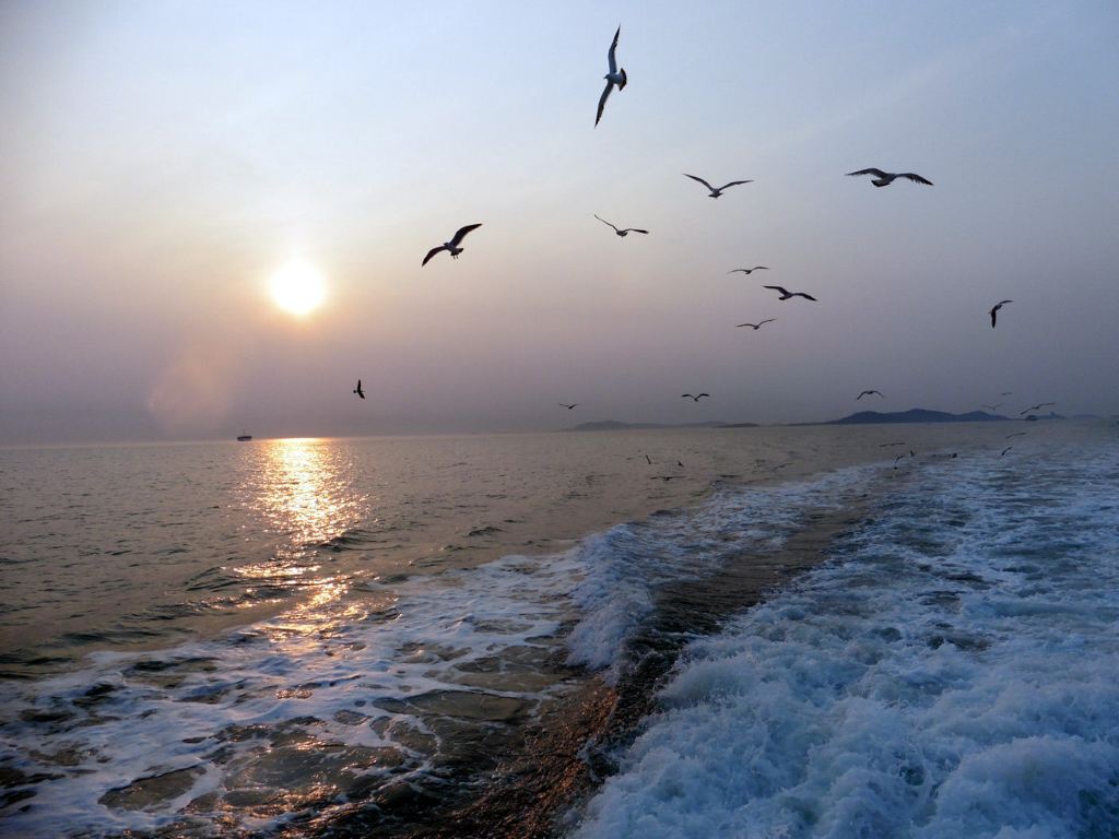 看海鸥翱翔---放飞心情,自由自在!庙岛群岛—乘船海上