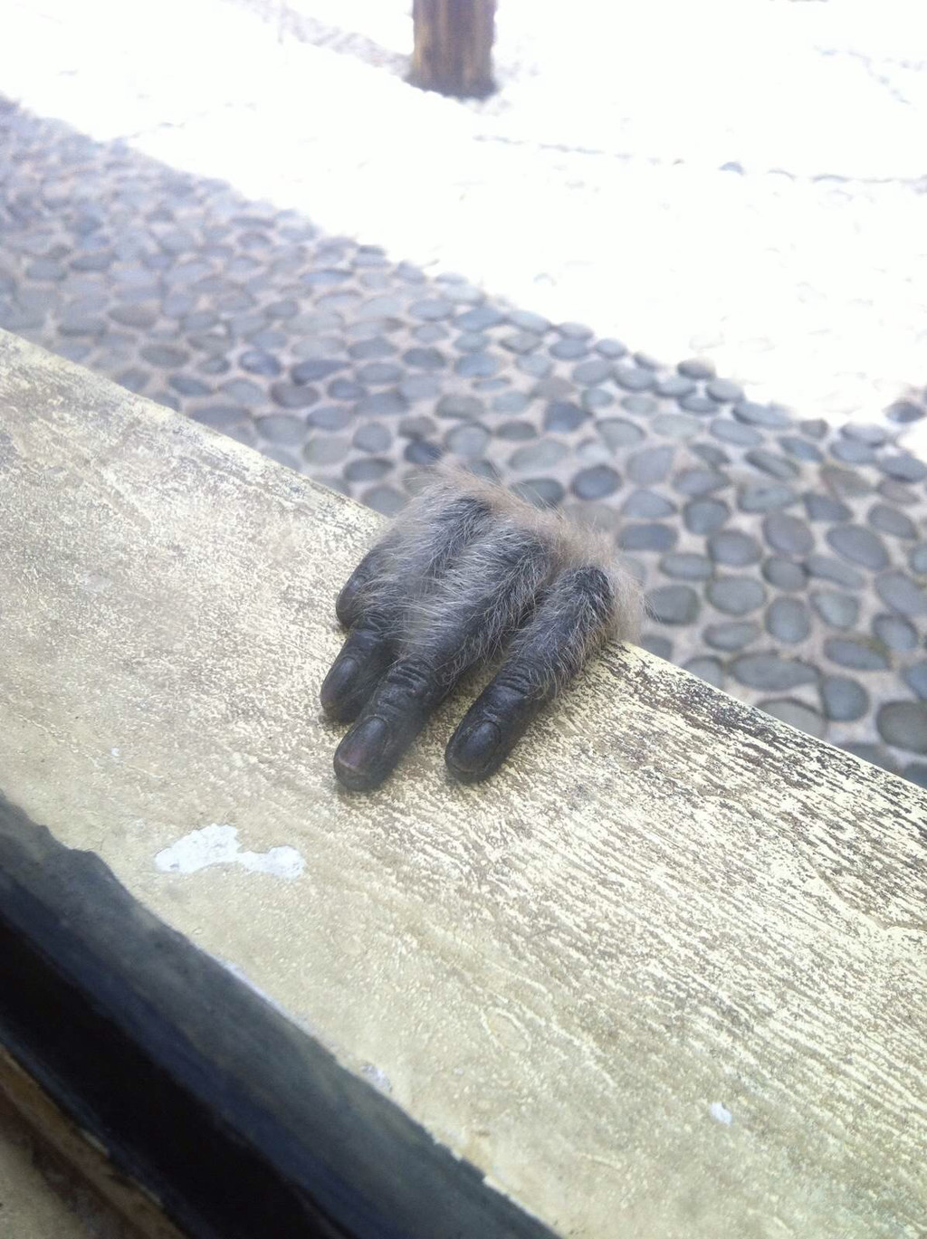                    小猴子的爪爪