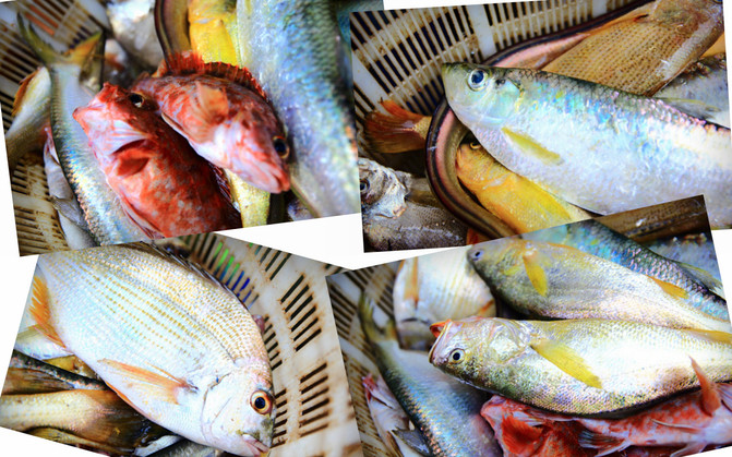 这里有俺最喜欢吃的几种海鱼:虎头鱼,白勒鱼,海雕鱼,大黄鱼.