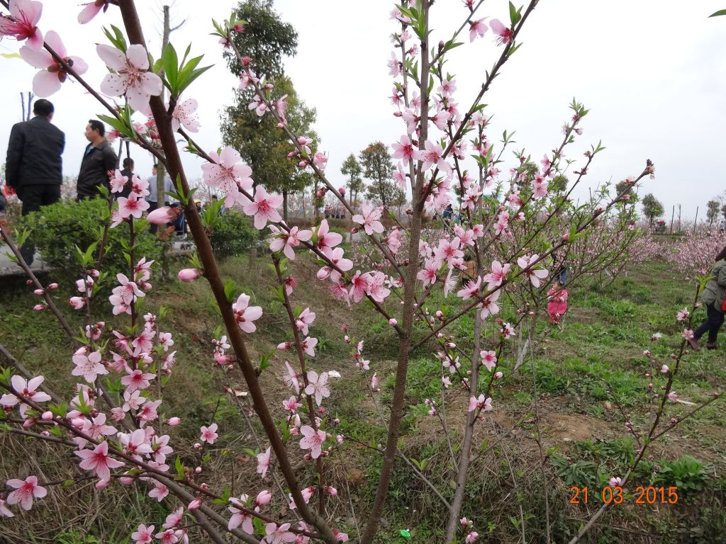 三月桃花开,人面桃花相映红----周末游渠县谭坝看桃花