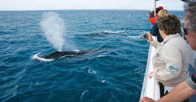 在北纬66 观鲸,冰岛高端旅游 - 冰岛游记攻略
