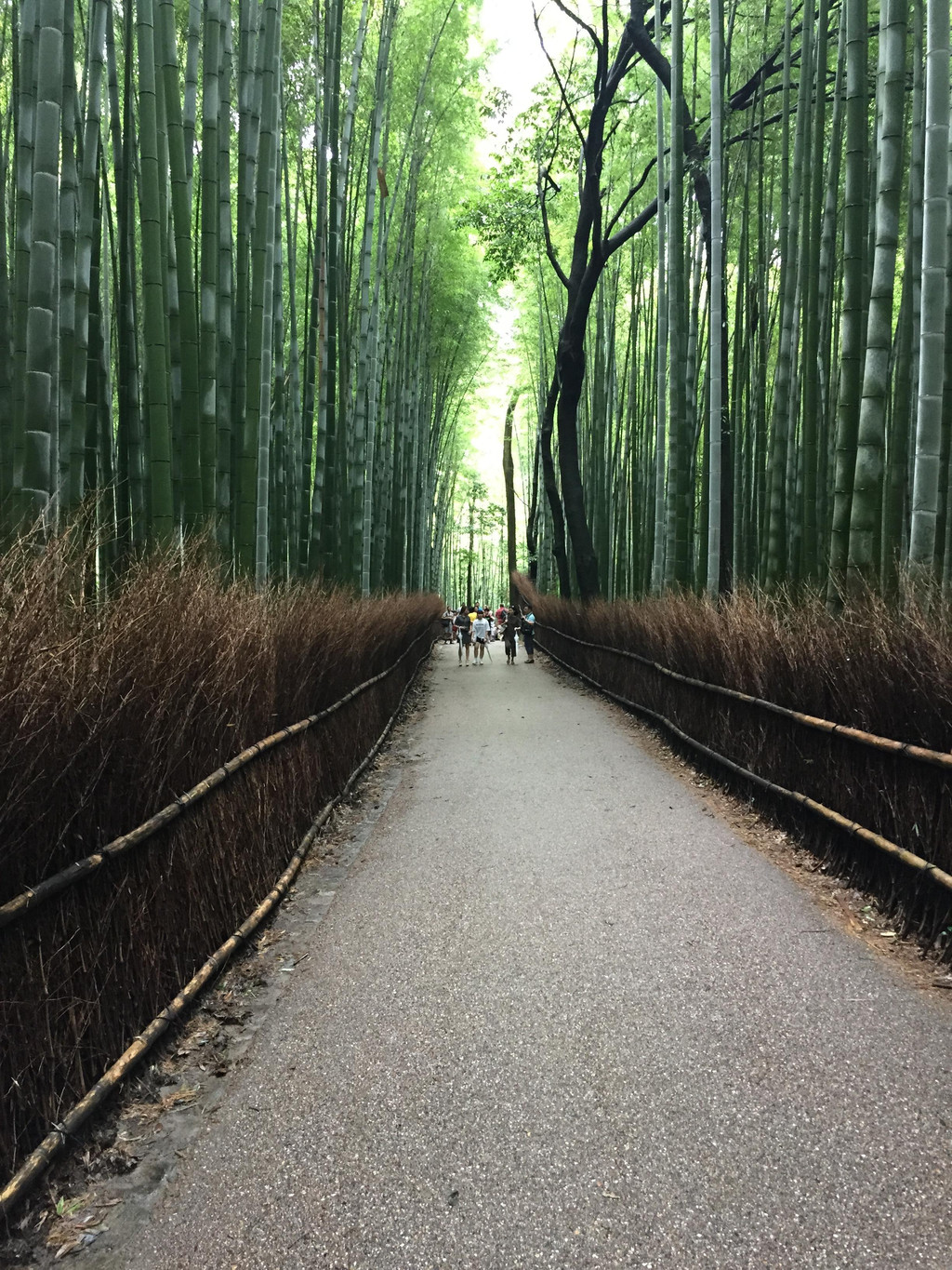 岚山的竹林~幽静,不少人都是冲着这片竹林而来,相比外面的艳阳高照