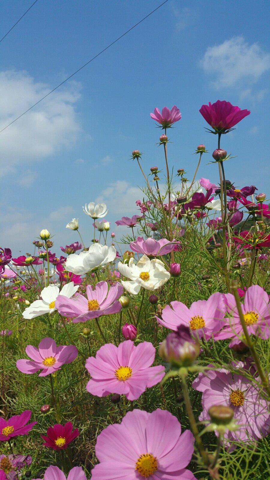 我爱千朵莲花山