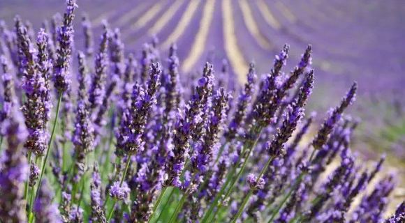 辟谣!法国申根协定暂停,持申根签证将无法顺利