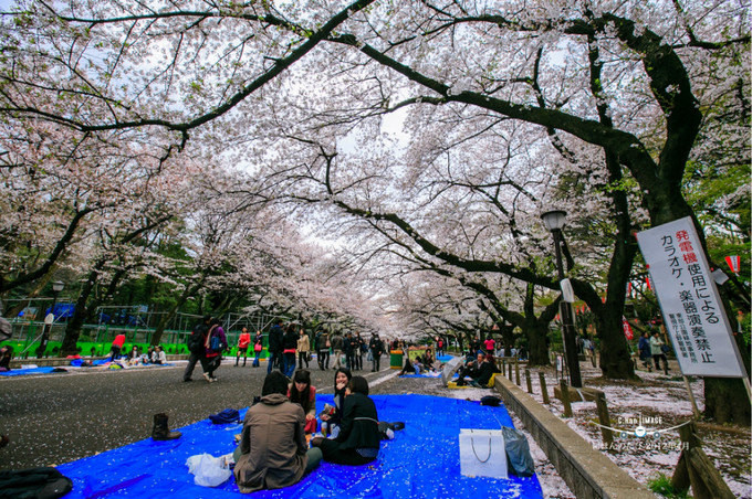 世界那么大之日本 樱花の旅东京,横滨,京都,奈良,大阪