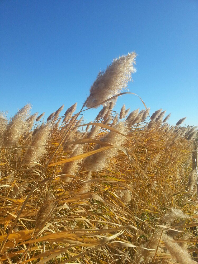风中摇曳的芦苇和蓝天构成这样的美图. 居延海