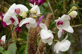 【携程攻略】三亚兰花谷附近景点,兰花谷周边