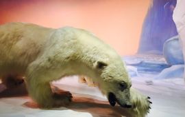 渥太华加拿大自然博物馆天气预报,历史气温,旅