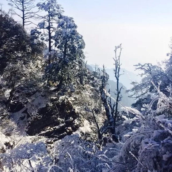 沿途都是这样的雪景,冬天的峨眉,真的超美的