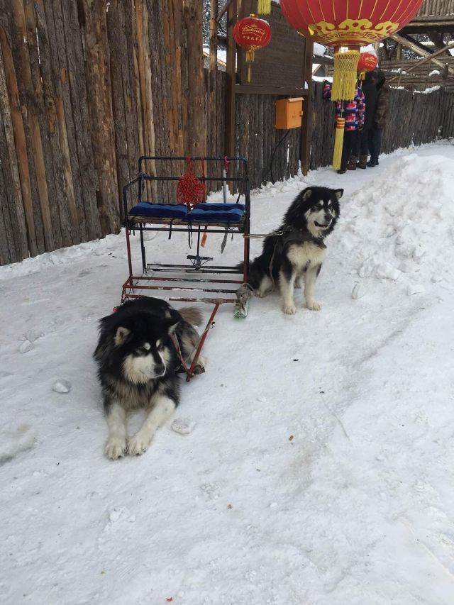 狗拉爬犁
