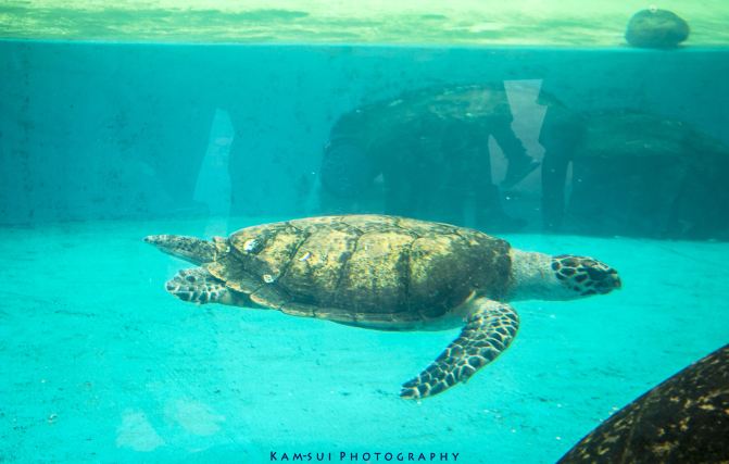 绿海龟,green turtle,因其体内脂富含主要食物,即海草之叶绿素而得名