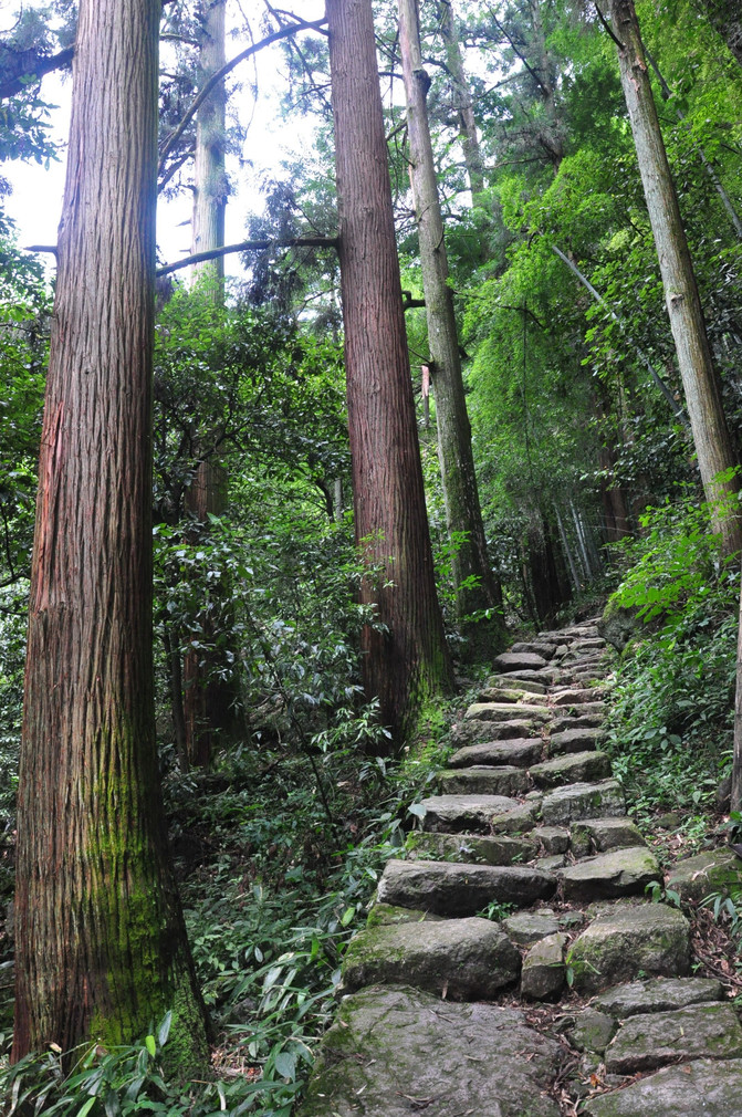 浙江游记之临安天目山
