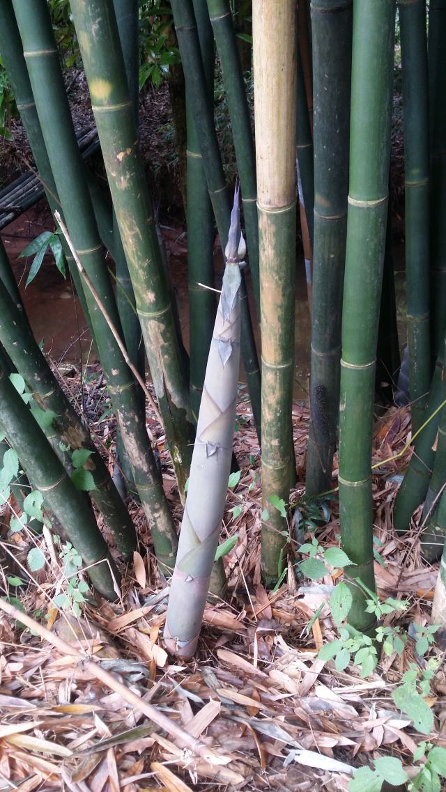 路边随处可见刚长出的竹子,品种为楠竹.
