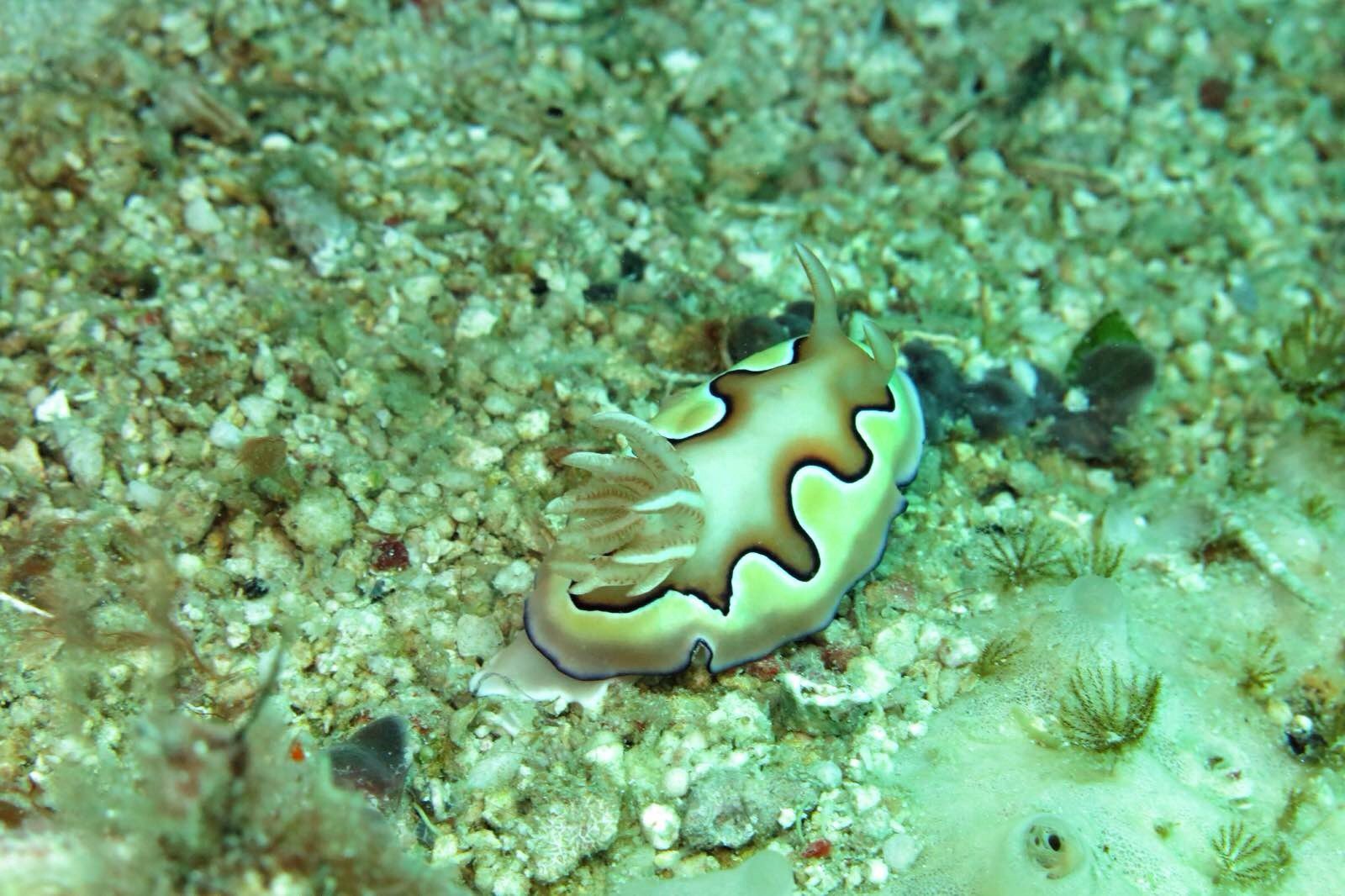 海兔(海蛞蝓) 马布岛