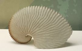 大连大连贝壳博物馆天气预报,历史气温,旅游指