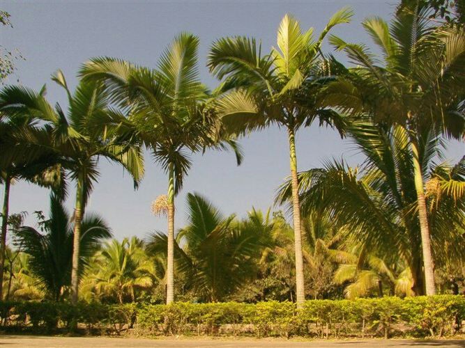 西双版纳 - 西双版纳游记攻略