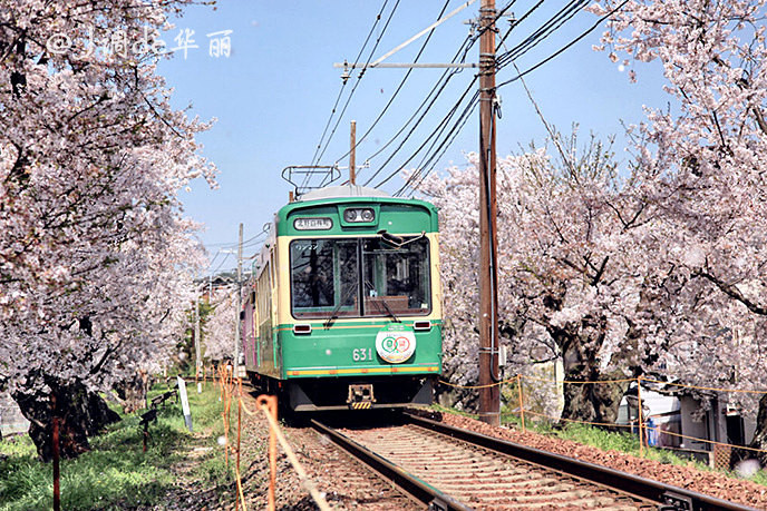 【京都】京福电车樱花隧道