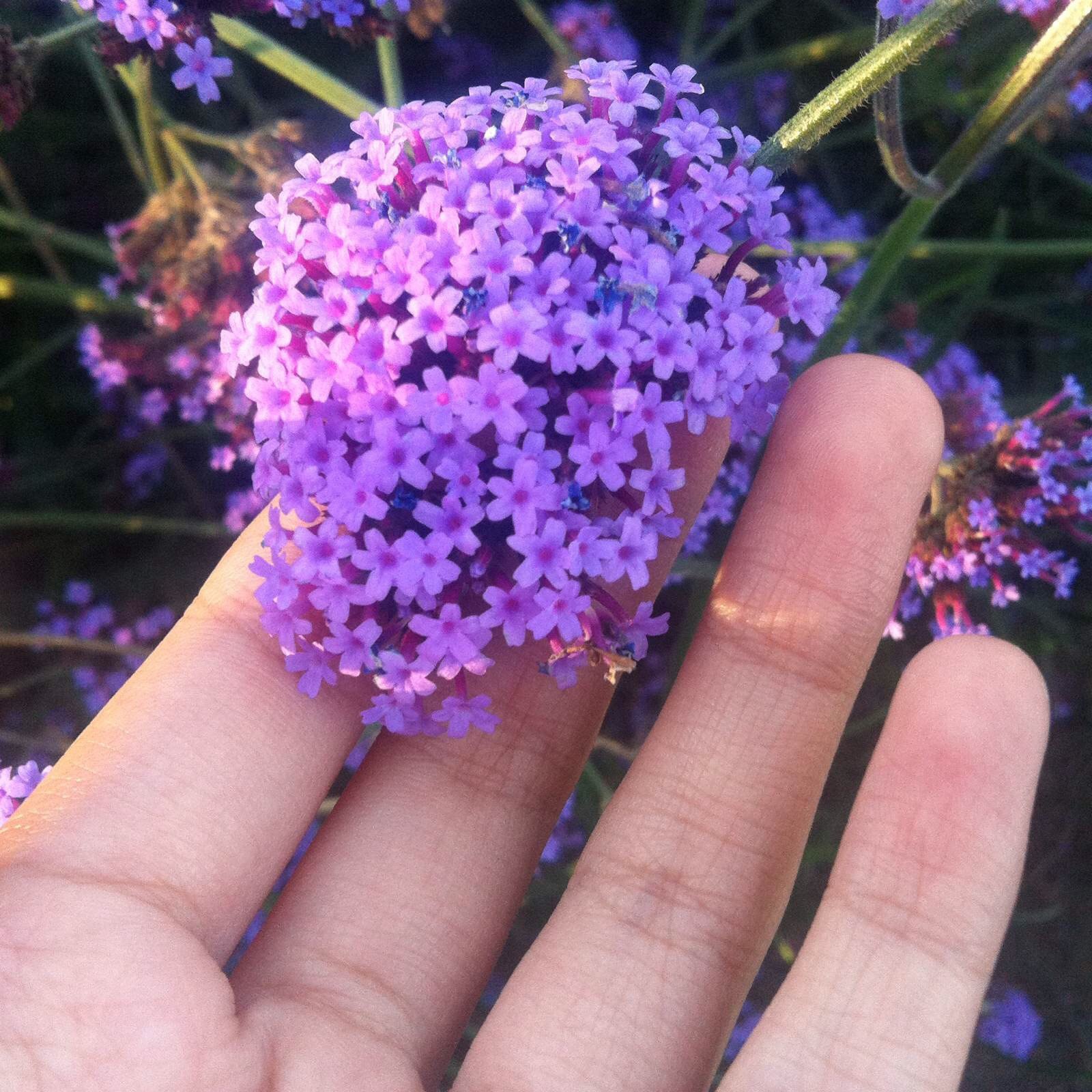 阳光正好 青春尚早 包头 薰衣草田