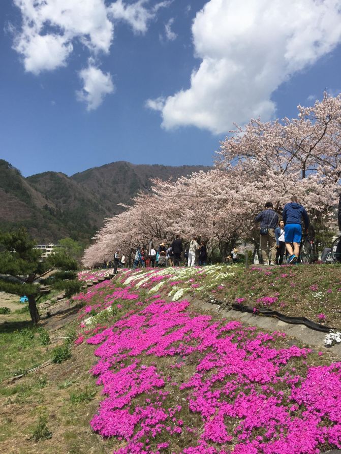 自驾游世界之日本中部名古屋-下吕-高山-上高地-松本-富士山 5日樱花