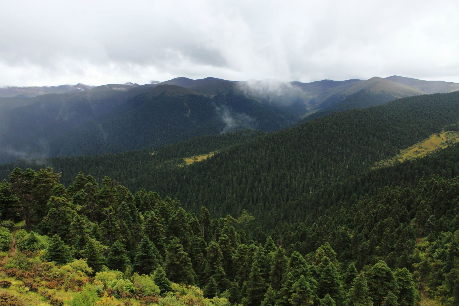 鲁朗林海的海拔比较高,百转千回的盘山公路一侧,青山从低到高被灌木丛