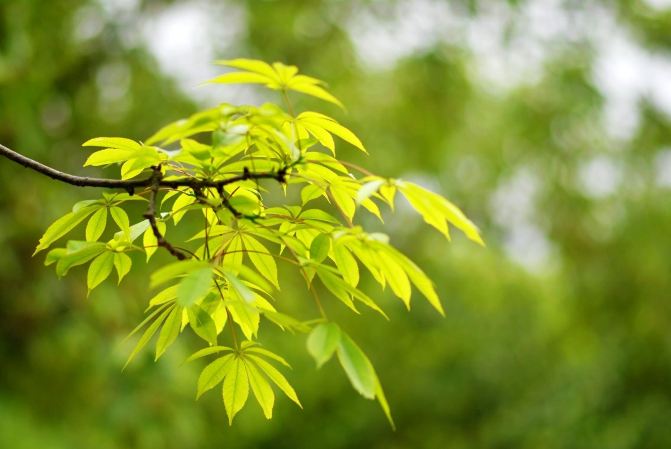 我们捱过漫漫冬天的等待,只盼春风化雨,大城小事,定格在这青草的记忆